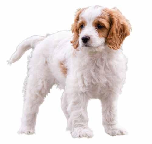 Bichon frise cross king charles cavalier hot sale for sale